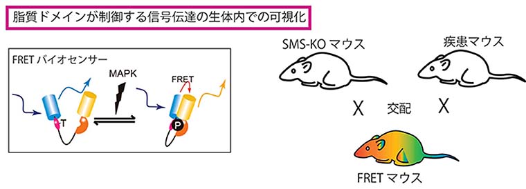 清川シェーマ