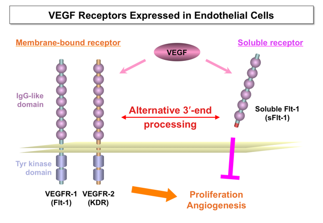 VEGF receptors