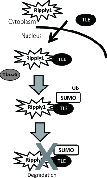 Ripply_Model”　width=