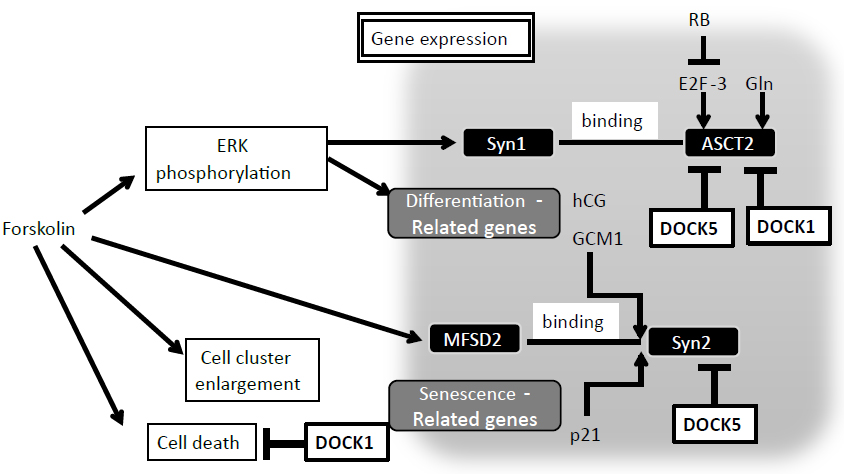 Gene_Expression by DOCK inhibitors”　width=
