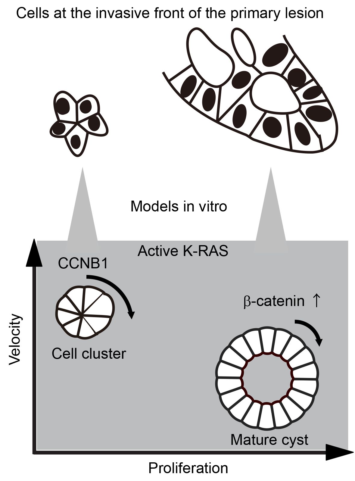 rotation_Model”　width=