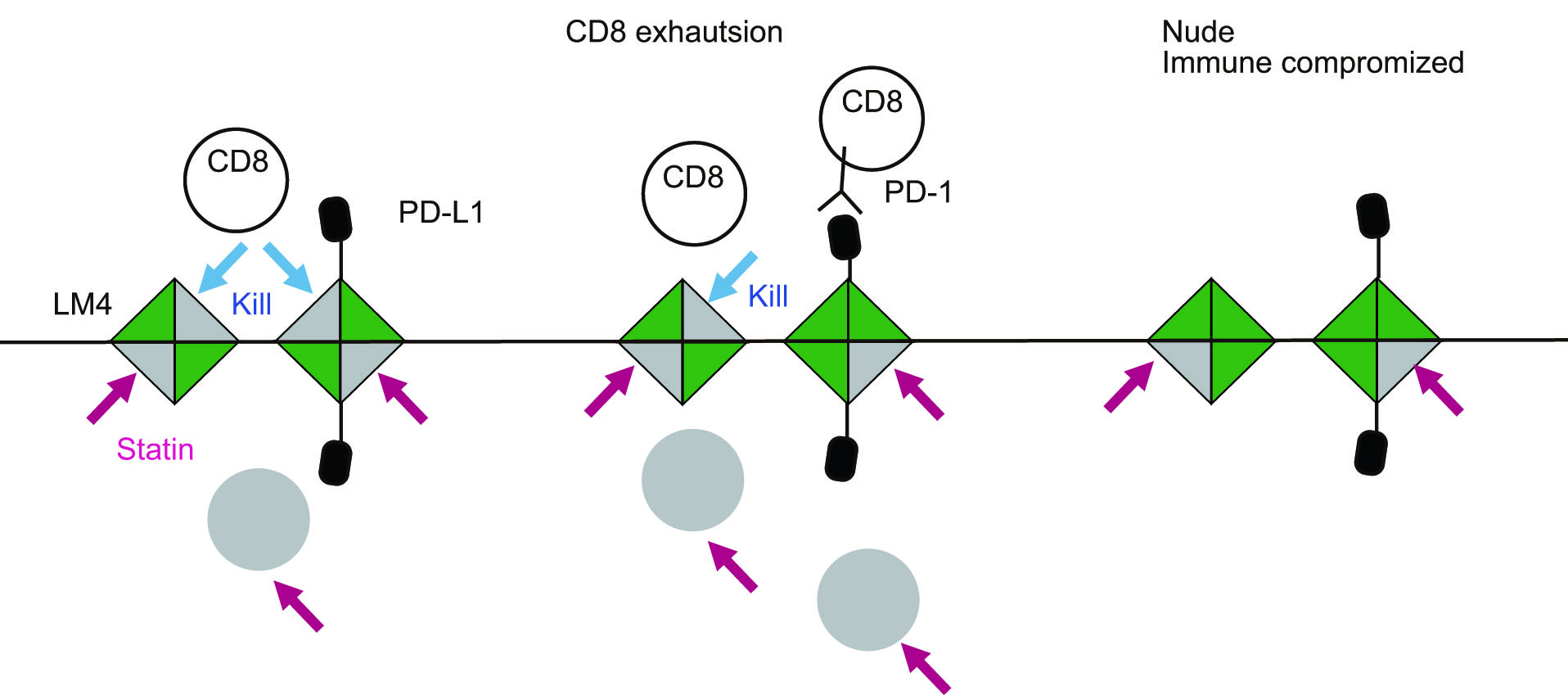 Cholesterol for Colon Cancer Liver Metastasis”　width=