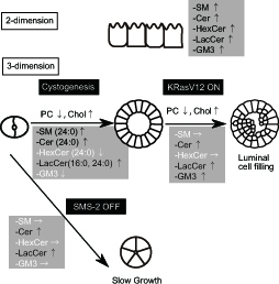 Lipid_Model”　width=