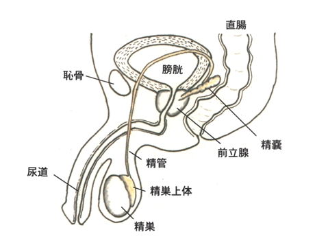 射精 後 尿 痛み